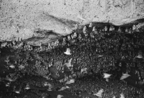 European origin of bats: Proven insights from a new study
