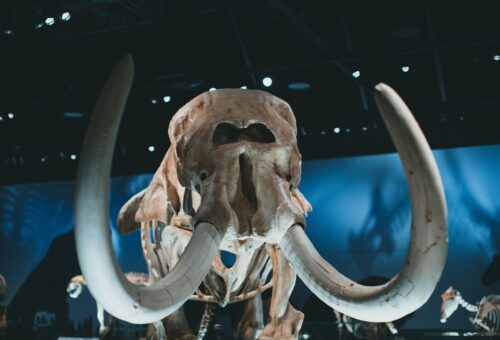 Prehistoric animal discovery: Clear insights on new species