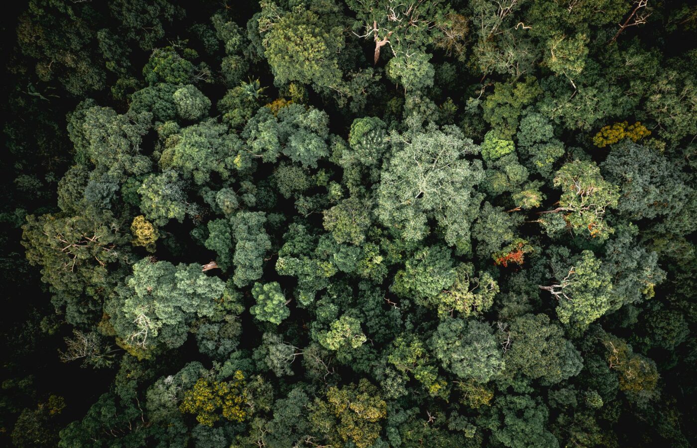 State of the World’s Forests: Key Highlights for UPSC Success